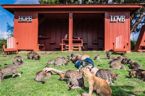 Hawaii lanai cat sanctuary. Things To Know About Hawaii lanai cat sanctuary. 